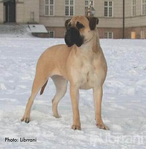 Bullmastiff Somogyvári Vitéz Ginger - 13 mdr. billede 4
