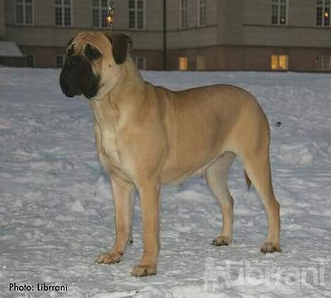 Bullmastiff Somogyvári Vitéz Ginger - 13 mdr. billede 5