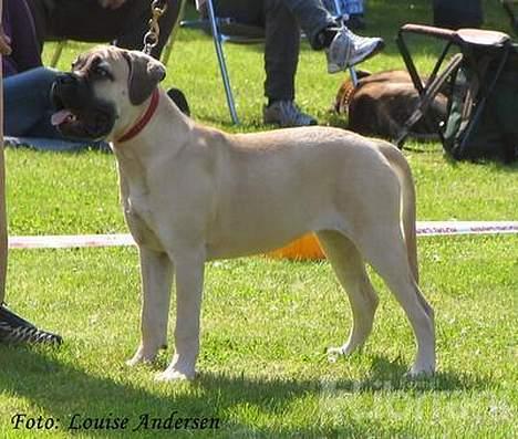 Bullmastiff Somogyvári Vitéz Ginger billede 6