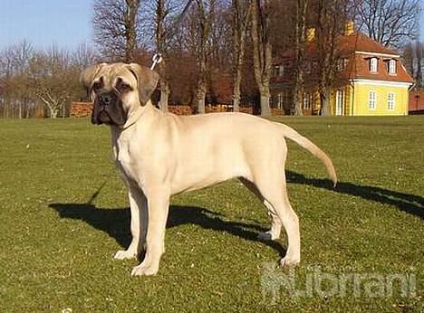 Bullmastiff Somogyvári Vitéz Ginger billede 7