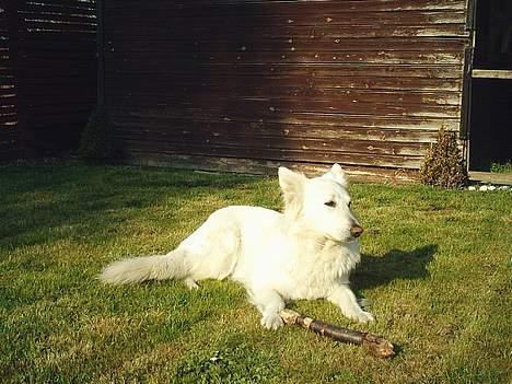 Hvid schæfer Escha - Mmm.. det er dejligt at ligge i forårssolen billede 5