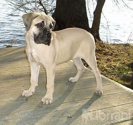 Bullmastiff Somogyvári Vitéz Ginger billede 8