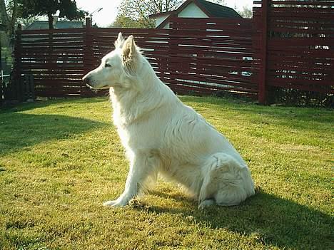 Hvid schæfer Escha - Er jeg ikke bare flot!! billede 6