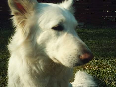 Hvid schæfer Escha - Du må gerne møsse mig på kinden billede 7