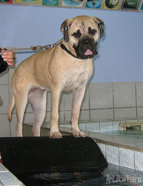 Bullmastiff Somogyvári Vitéz Ginger billede 9