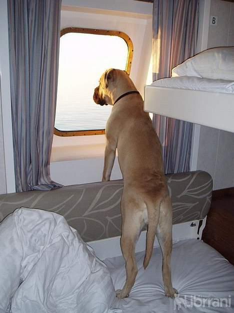 Bullmastiff Somogyvári Vitéz Ginger billede 10