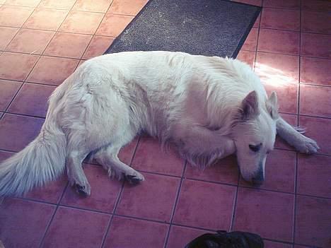 Hvid schæfer Escha - Tager lige en slapper.. billede 8