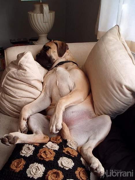 Bullmastiff Somogyvári Vitéz Ginger billede 11