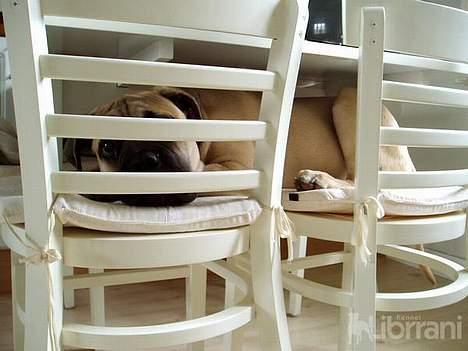 Bullmastiff Somogyvári Vitéz Ginger billede 12