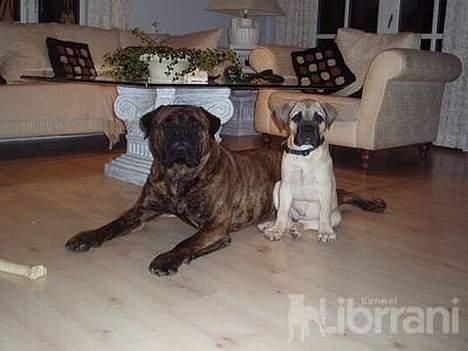 Bullmastiff Somogyvári Vitéz Ginger billede 13