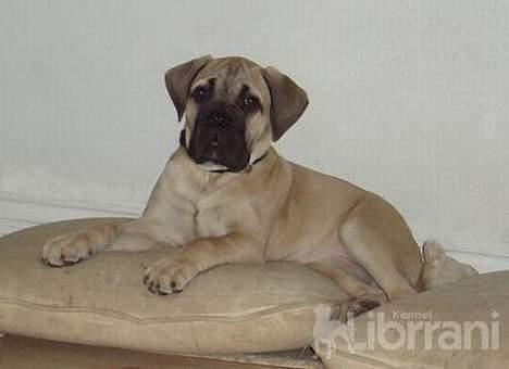 Bullmastiff Somogyvári Vitéz Ginger billede 14