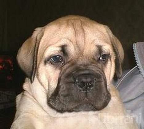 Bullmastiff Somogyvári Vitéz Ginger billede 15