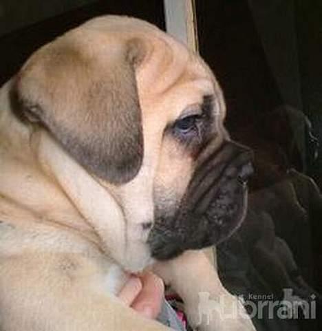 Bullmastiff Somogyvári Vitéz Ginger billede 16