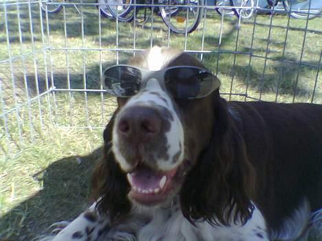 Engelsk springer spaniel kvik billede 2