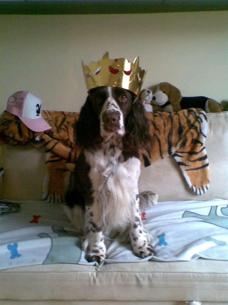 Engelsk springer spaniel kvik billede 3