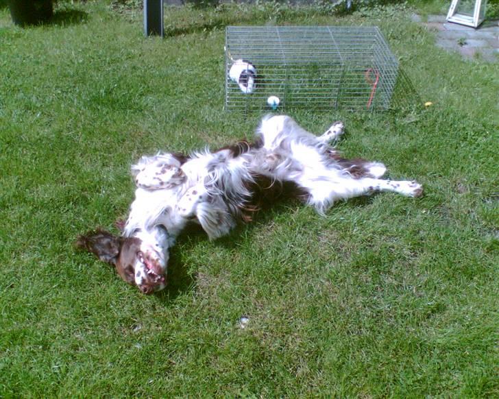Engelsk springer spaniel kvik billede 4