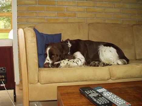 Engelsk springer spaniel kvik billede 5