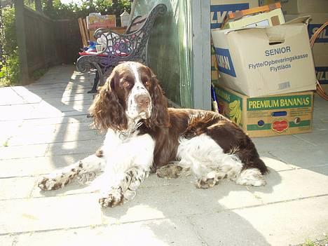 Engelsk springer spaniel kvik billede 6