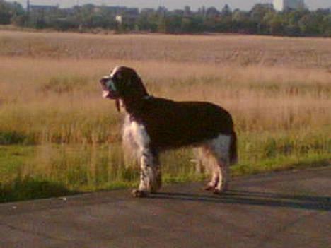 Engelsk springer spaniel kvik billede 7