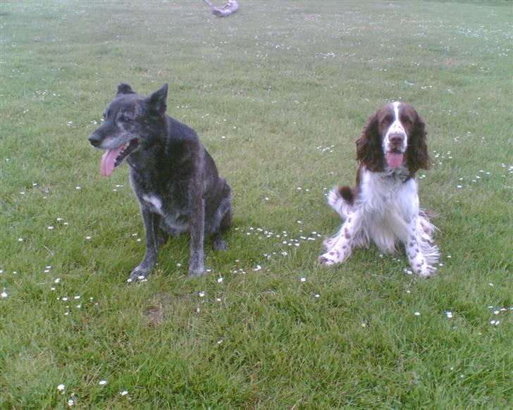 Engelsk springer spaniel kvik billede 8