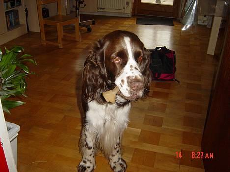 Engelsk springer spaniel kvik billede 9