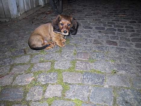 Gravhund Frodo - En kold oktober morgen (11 uger gammel) billede 1