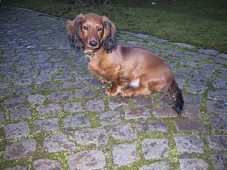 Gravhund Frodo - 23 uger gammel billede 2