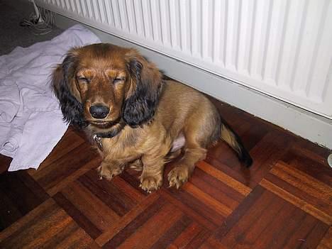 Gravhund Frodo - 17 uger gammel billede 3