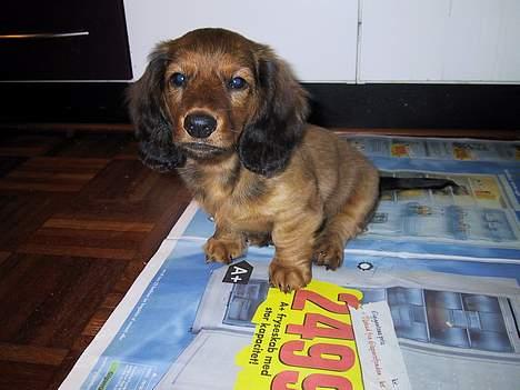 Gravhund Frodo - 13 uger gammel billede 4