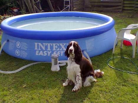 Engelsk springer spaniel kvik billede 10