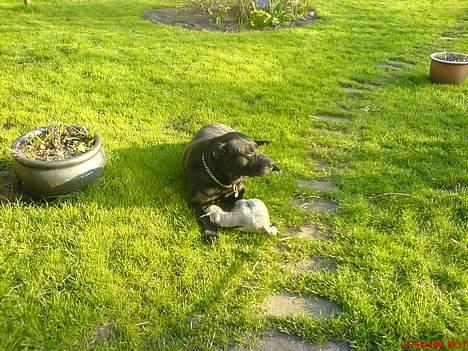 Blanding af racer R.I.P 27.04.09 *Dino*  - Uhm dejligt vejr, slikker lige lidt sol... billede 12