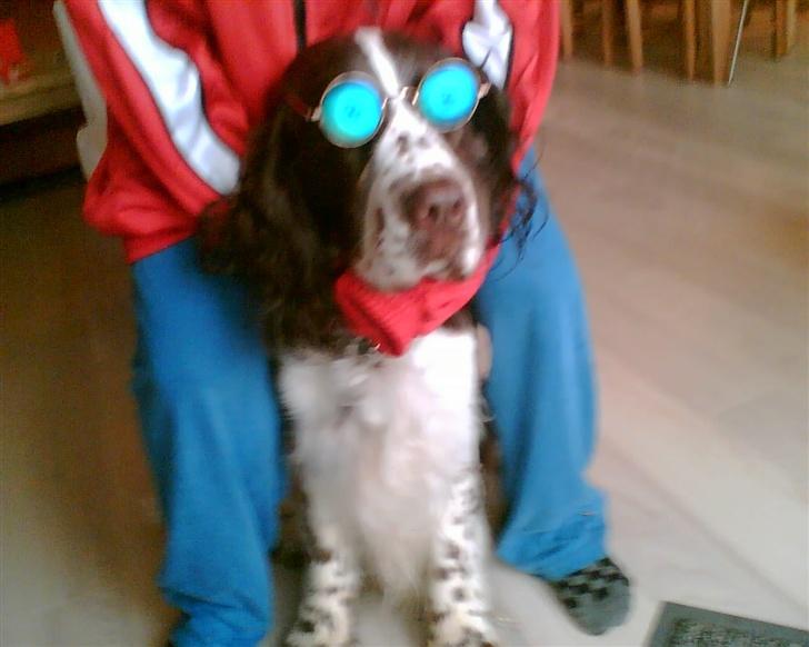 Engelsk springer spaniel kvik billede 11