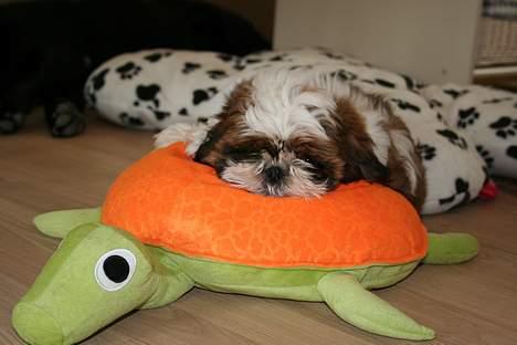 Shih tzu Kalle - Og her er min yndlings skildpadde... billede 5