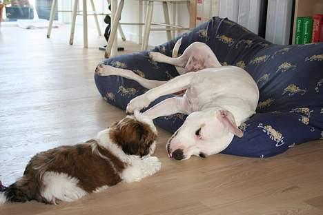 Shih tzu Kalle billede 7