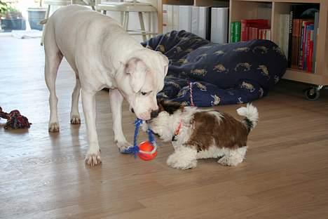 Shih tzu Kalle billede 8