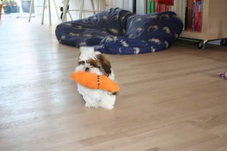 Shih tzu Kalle billede 9