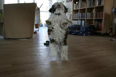 Shih tzu Kalle - Se... Jeg kan danse.. billede 10
