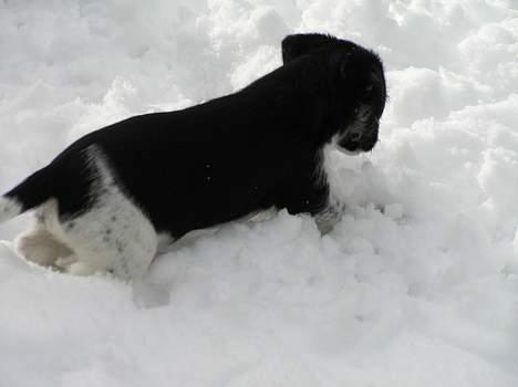 Blanding af racer Kiki billede 6