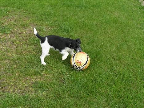 Blanding af racer Kiki billede 7