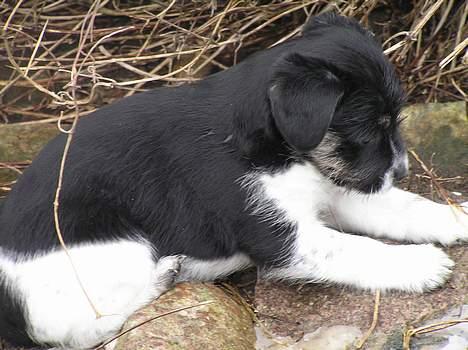 Blanding af racer Kiki billede 8