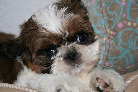 Shih tzu Kalle billede 11