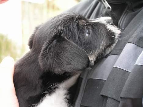 Blanding af racer Kiki billede 9