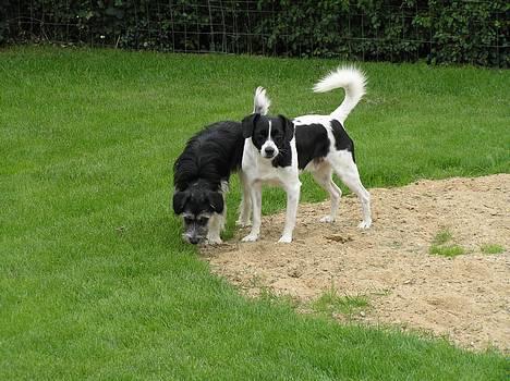 Blanding af racer Kiki billede 10