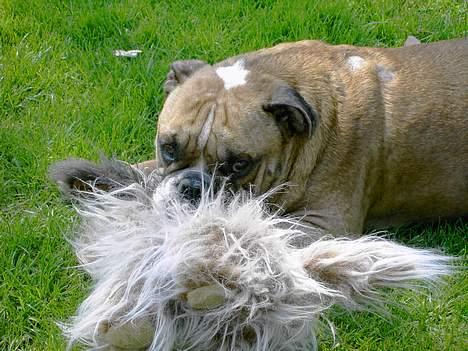 Engelsk bulldog Otto - det er dejligt at hygge med bamse... billede 7