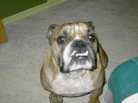 Engelsk bulldog Otto - jeg lover at være sød moar... billede 8