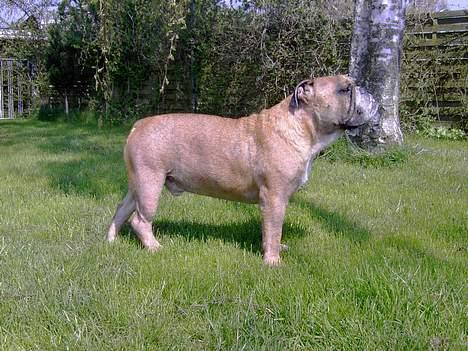 Engelsk bulldog Otto - jeg kan os godt stå pænt... billede 9