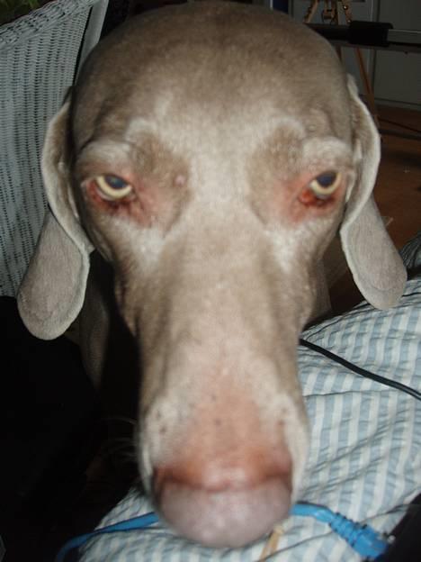 Weimaraner Nanna - død december 2008 - Byt foto af Nanna i "hendes" sofa... billede 5