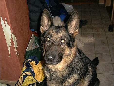 Schæferhund Langtoftens Vango billede 1