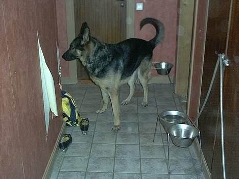 Schæferhund Langtoftens Vango billede 2