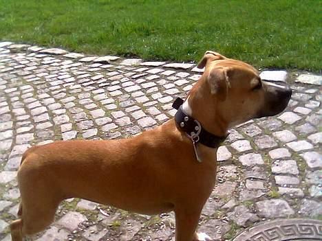 Staffordshire bull terrier Kida  billede 5